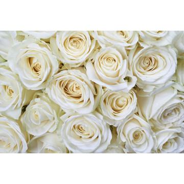 ms-5-0137 White Roses