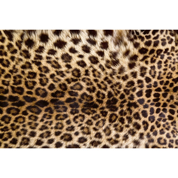 ms-5-0184 Leopard Skin