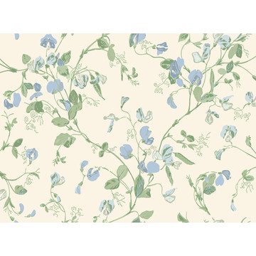 C&S_Botanical ~Botanica~_Sweet Pea ~Lathyrus odoratus~ 100-6031_RGB