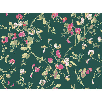 C&S_Botanical ~Botanica~_Sweet Pea ~Lathyrus odoratus~ 115-11033_RGB